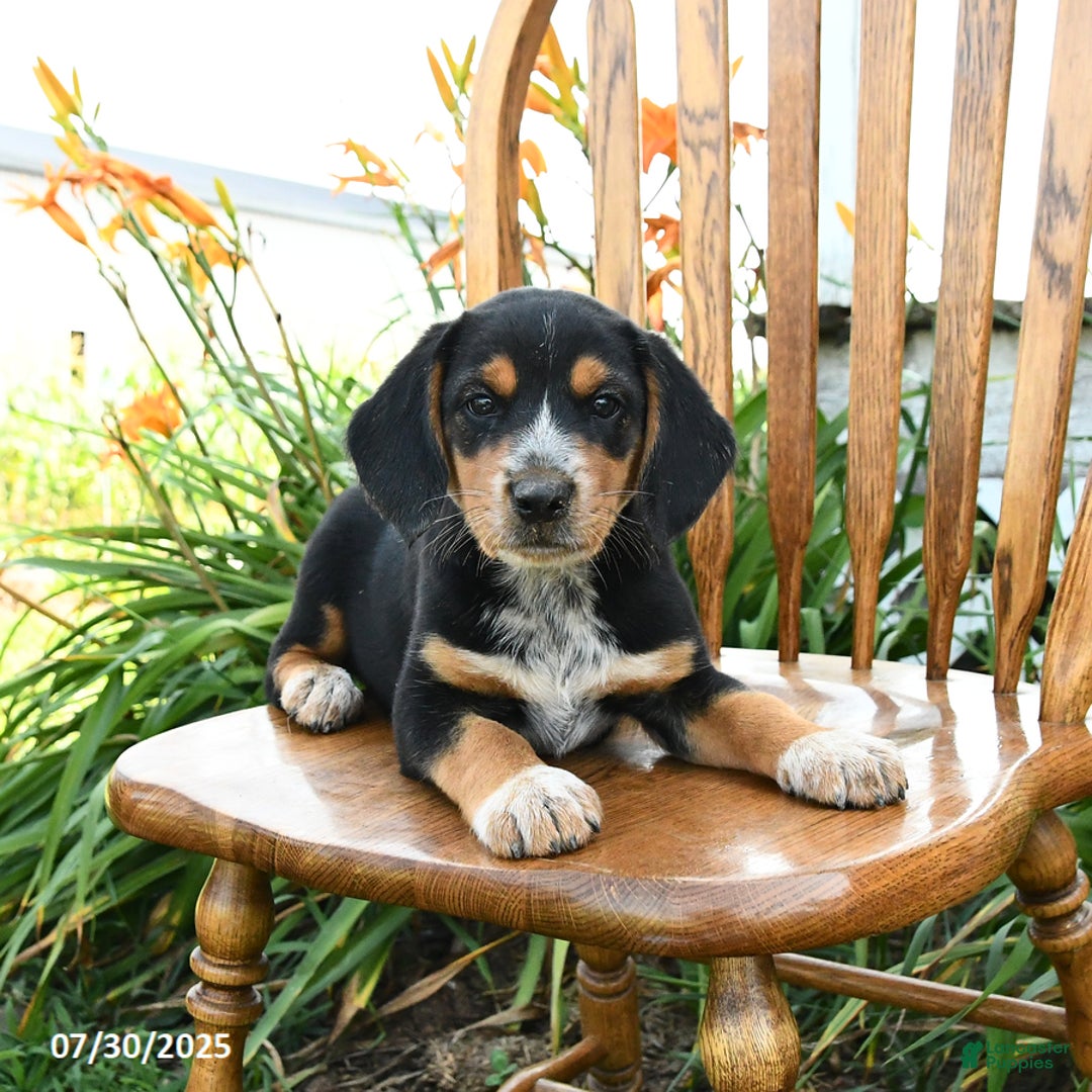 Beagle dogs for sale: Lucky - Image 1