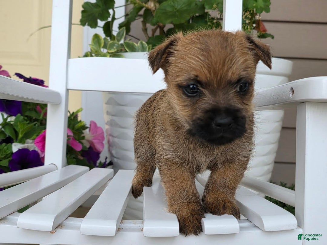 Cairn Terrier dogs for sale: Captain - Image 2