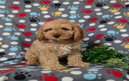 Cockapoo dogs for sale: Croydon - Image 5