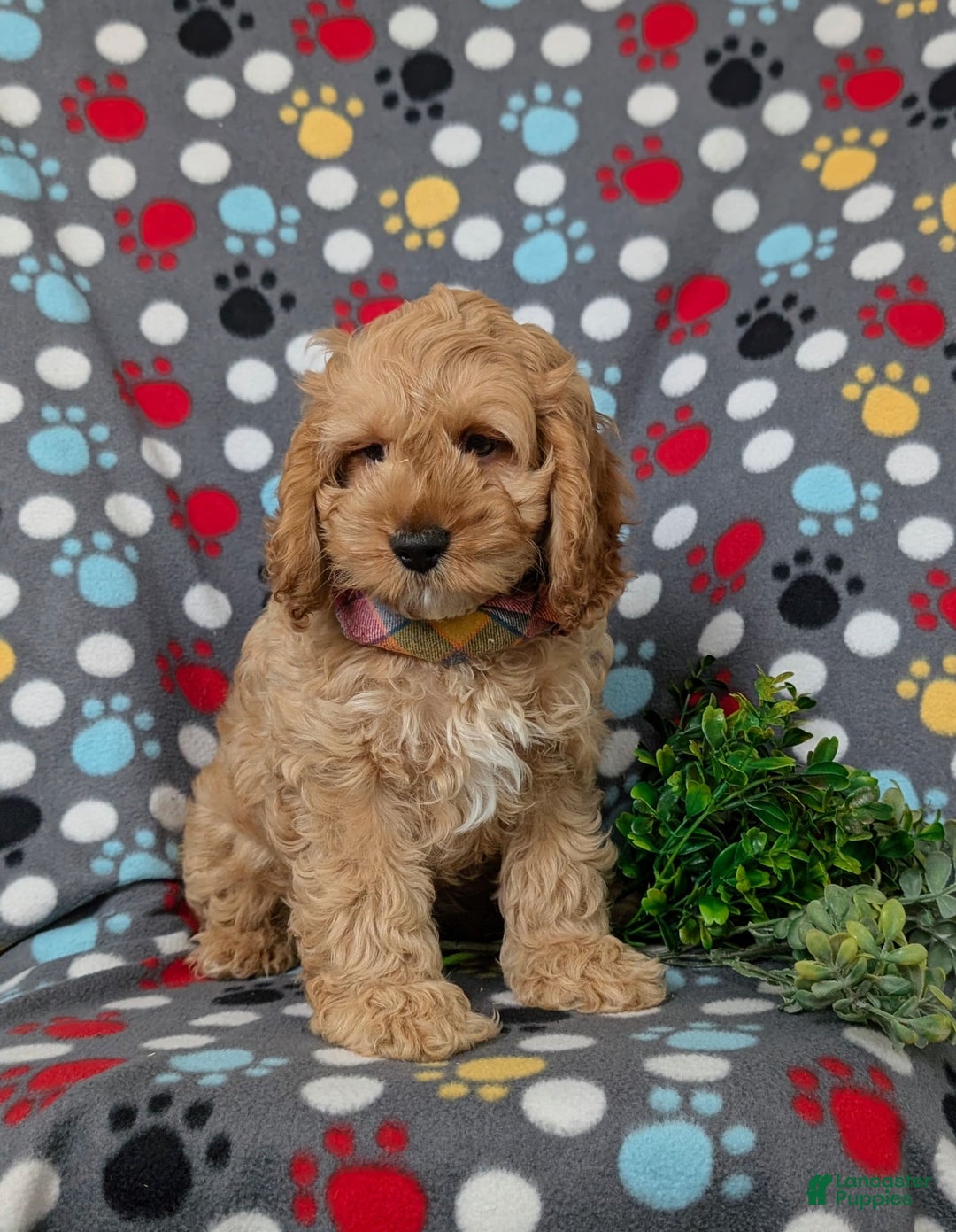 Cockapoo dogs for sale: Croydon - Image 5