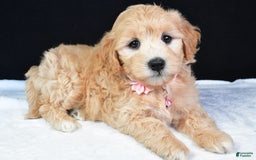 Maltipoo dogs for sale: Beauty - Image 6