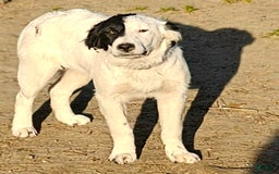 Border Collie dogs for sale: Divvy - Image 5
