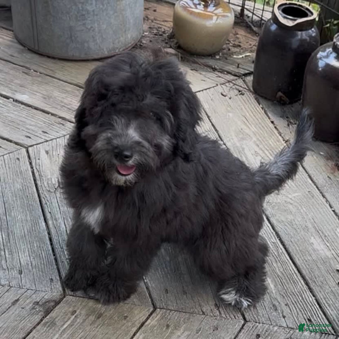 Mini Goldendoodle dogs for sale: Molly - Image 4