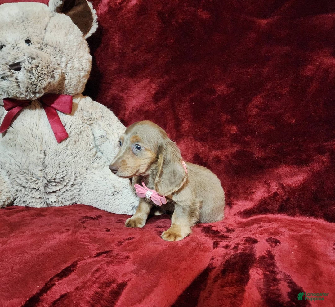 Miniature Dachshund dogs for sale: LATTE - Image 4