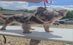 French Bulldog dogs for sale: Sonic - Image 12