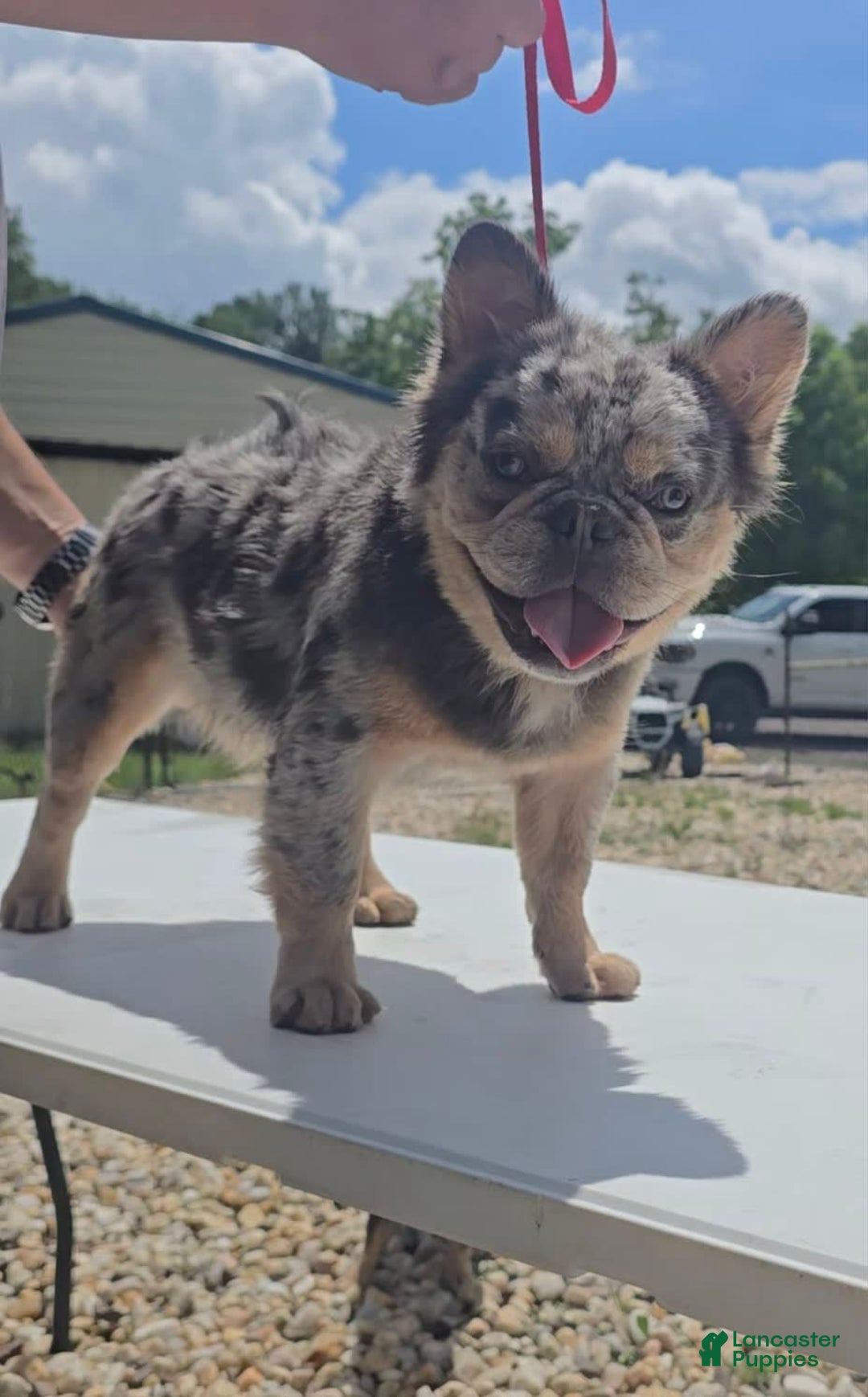 French Bulldog dogs for sale: Sonic - Image 12