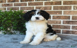 Cavapoo dogs for sale: Teddy - Image 4