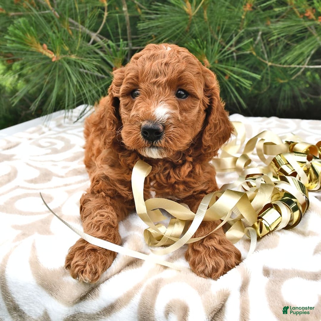 Mini Goldendoodle dogs for sale: Edger - Image 13