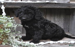Aussiedoodle dogs for sale: Max - Image 3