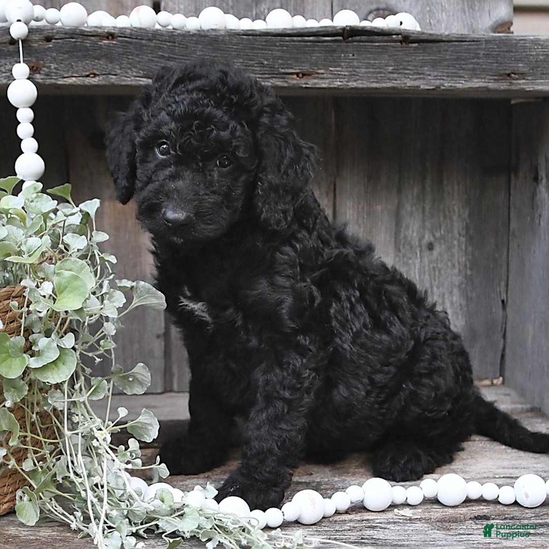 Aussiedoodle dogs for sale: Max - Image 3