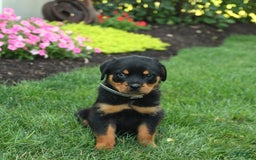Rottweiler dogs for sale: Nutmeg - Image 4