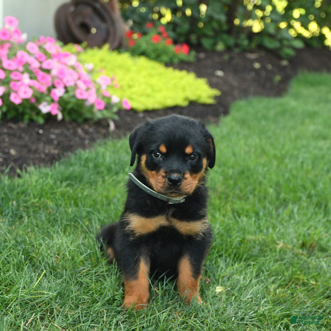Rottweiler dogs for sale: Nutmeg - Image 4
