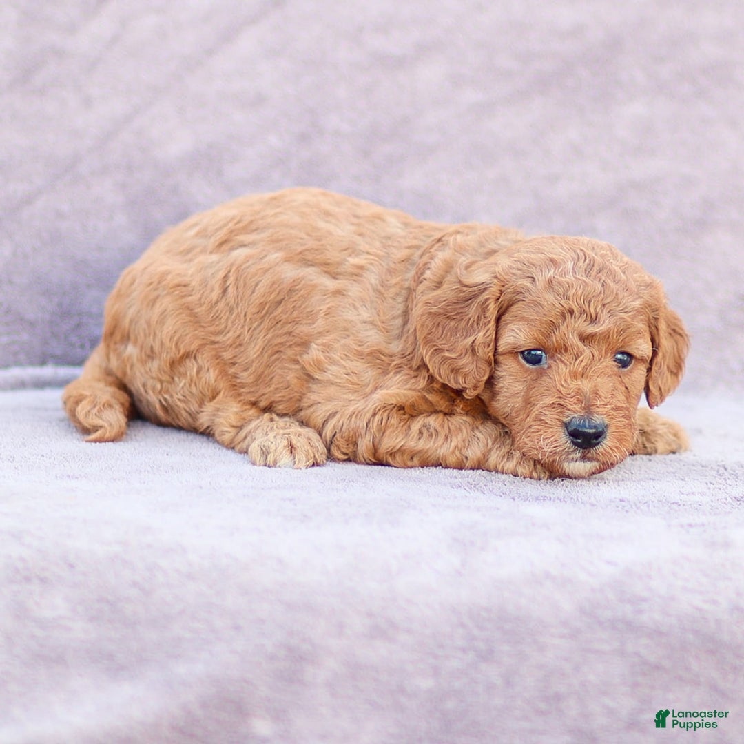 Goldendoodle dogs for sale: Oliver - Image 9
