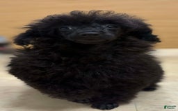 Toy Poodle dogs for sale: Soba - Image 2
