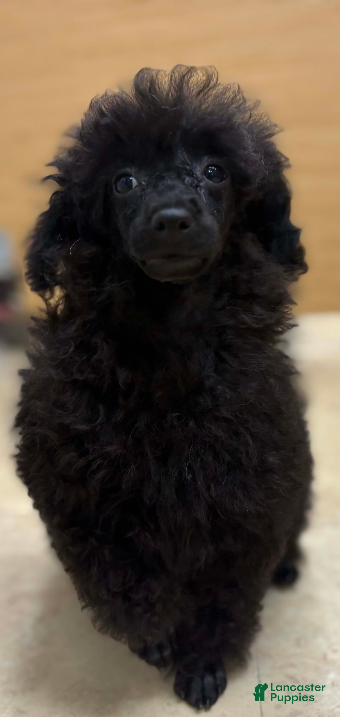 Toy Poodle dogs for sale: Soba - Image 2