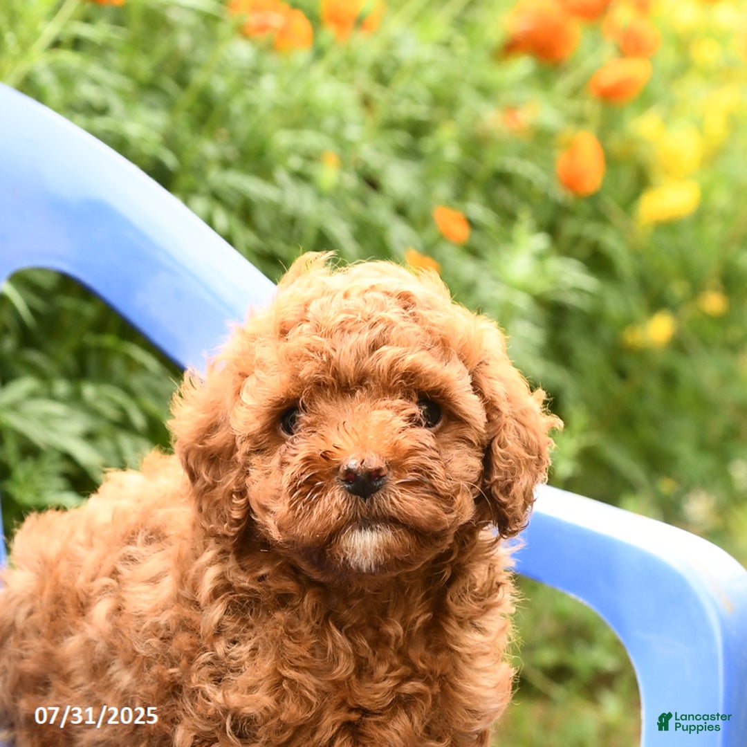 Toy Poodle dogs for sale: Jack - Image 1