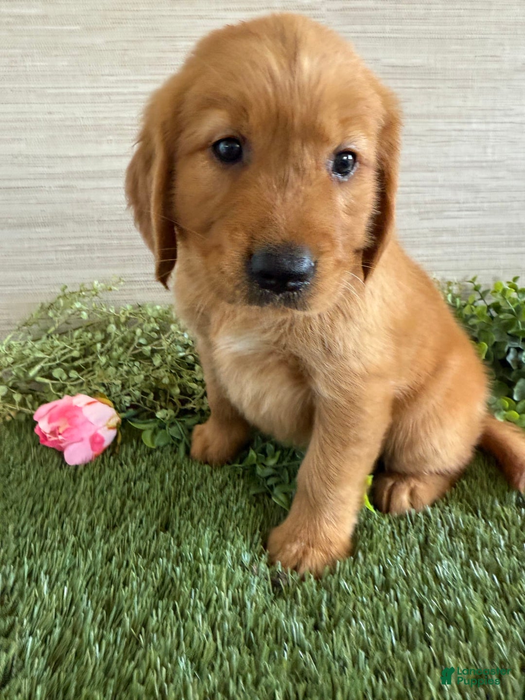 Golden Retriever dogs for sale: Lola - Image 16