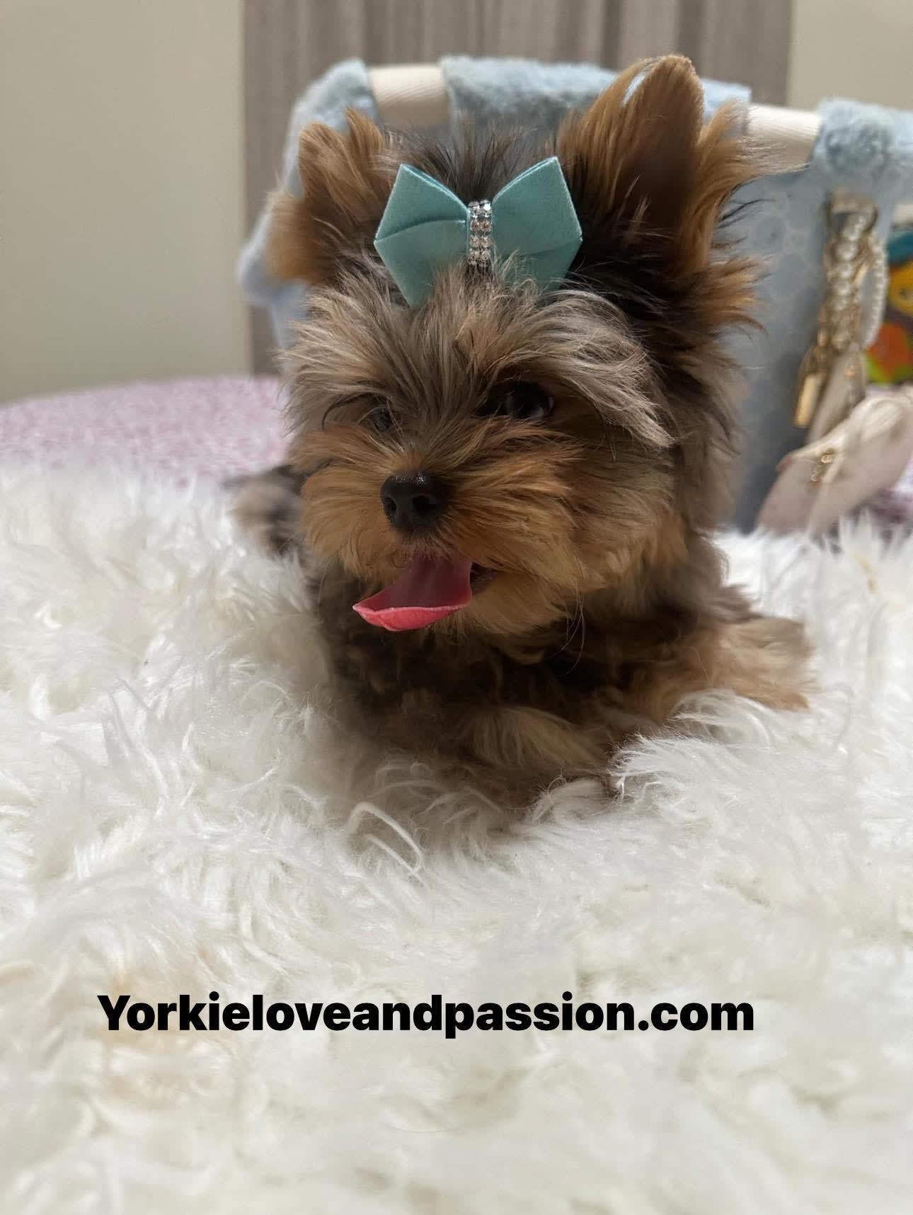 Yorkshire Terrier dogs for sale: Yorkshire Terrier 5 puppies - Image 7