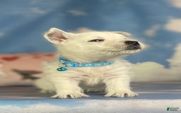West Highland Terrier dogs for sale: AKC DNA Clear Betty - Image 4