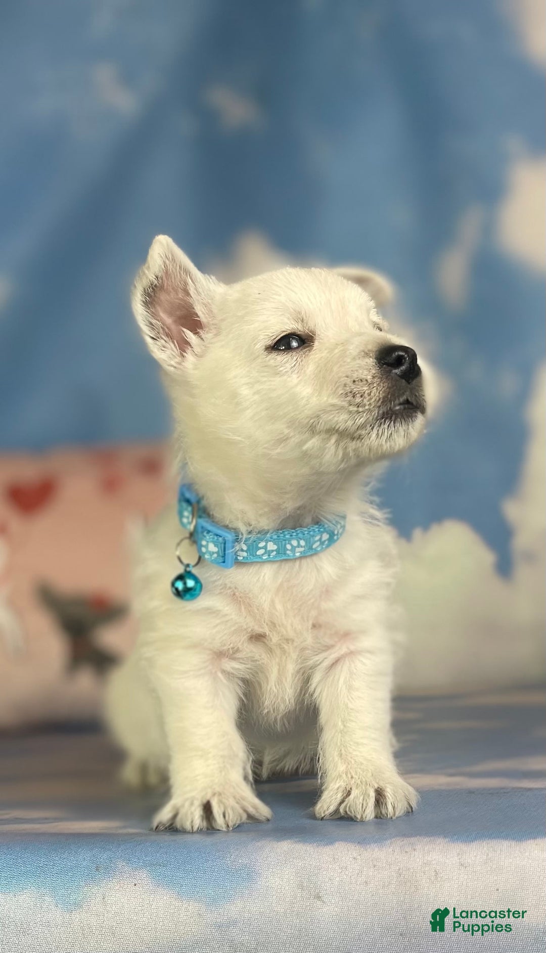 West Highland Terrier dogs for sale: AKC DNA Clear Betty - Image 4