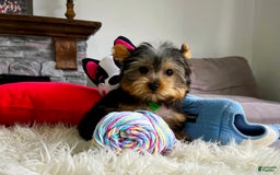 Yorkshire Terrier dogs for sale: Jeff - Image 2