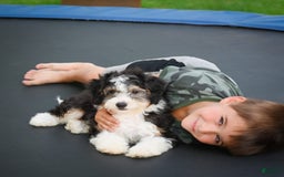 Mini Bernedoodle dogs for sale: Mini Bernedoodle 3 puppies - Image 12