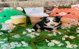 Pomsky dogs for sale: Luffy - Image 7