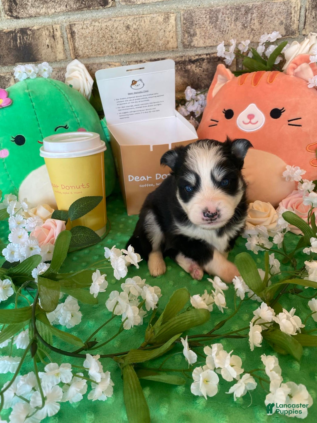 Pomsky dogs for sale: Luffy - Image 7