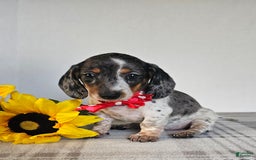 Dachshund dogs for sale: Miss Bailey - Image 12