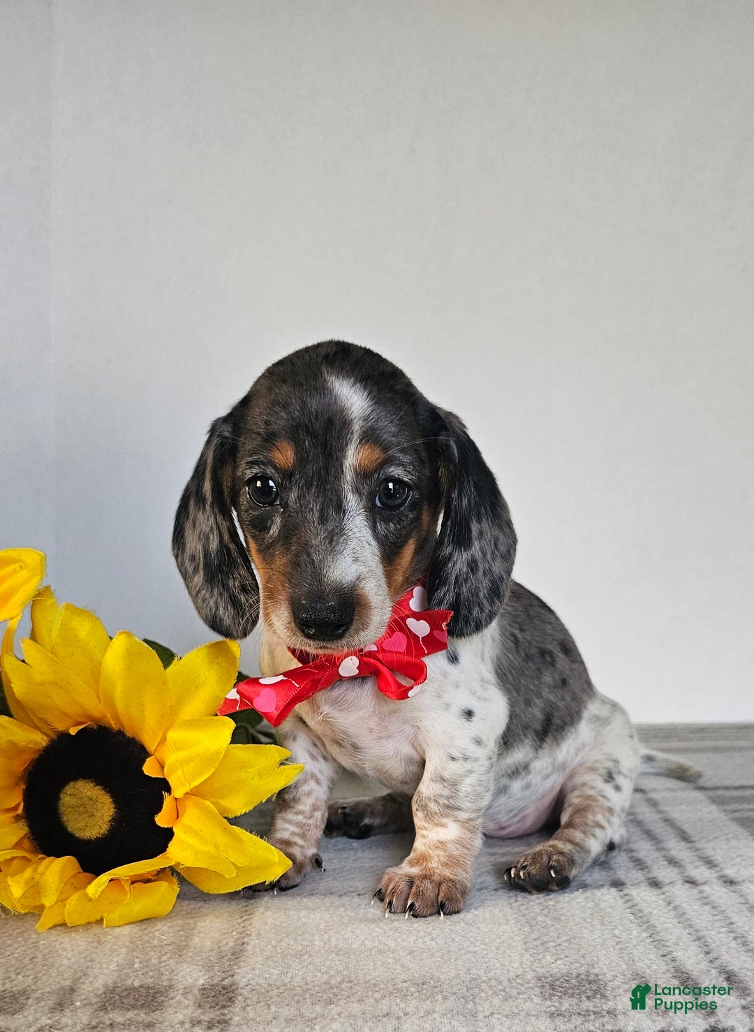 Dachshund dogs for sale: Miss Bailey - Image 12