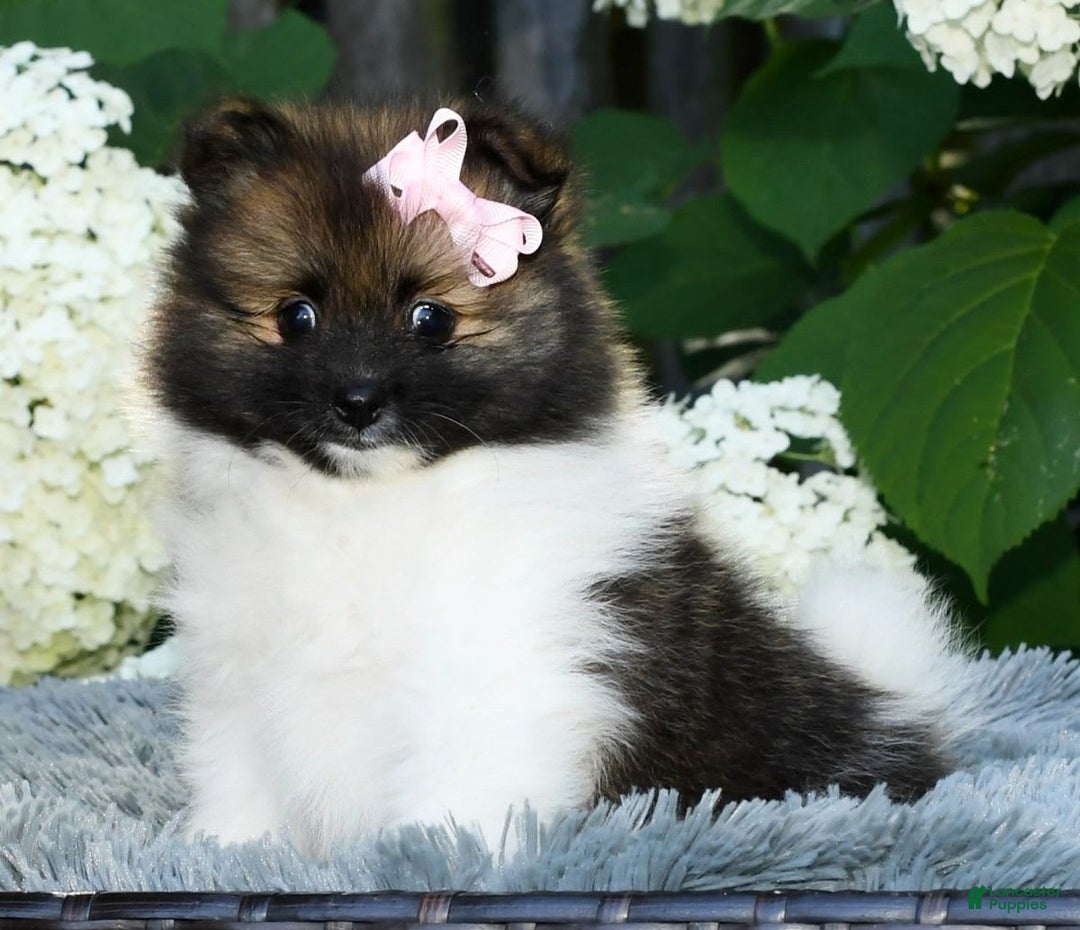 Pomeranian dogs for sale: Ivy - Image 9