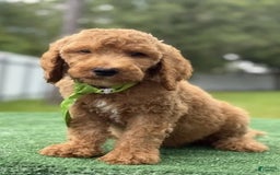 Goldendoodle dogs for sale: Eric - Image 2