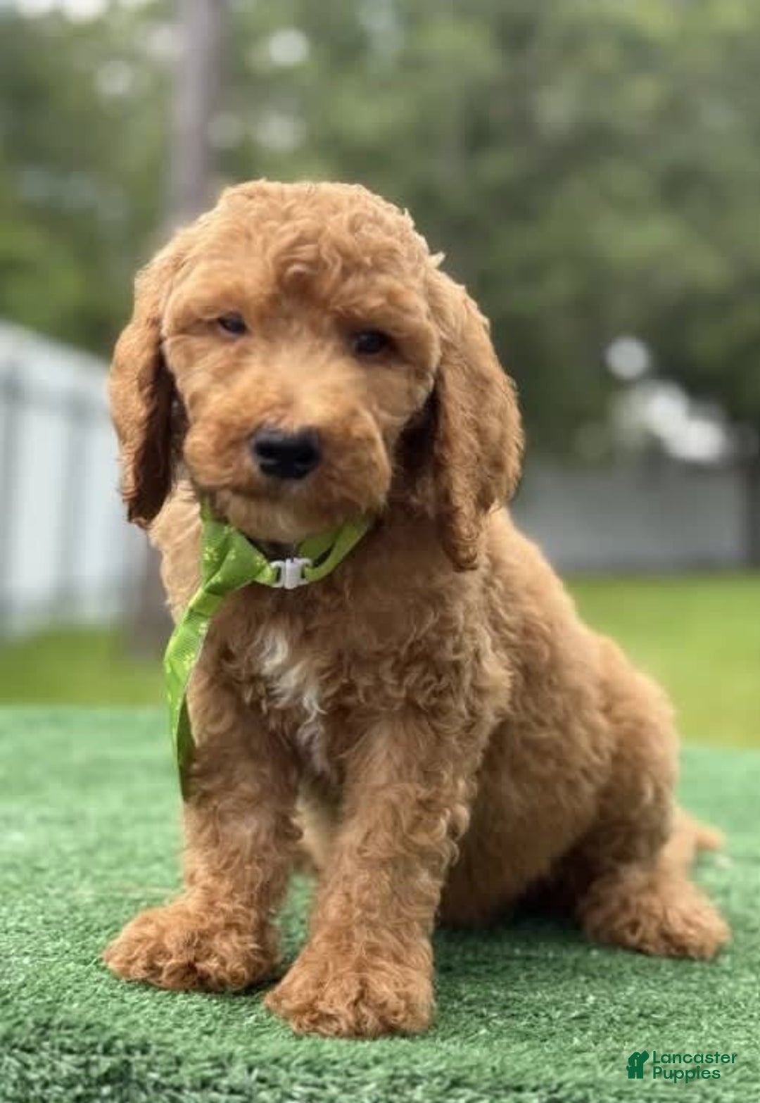 Goldendoodle dogs for sale: Eric - Image 2