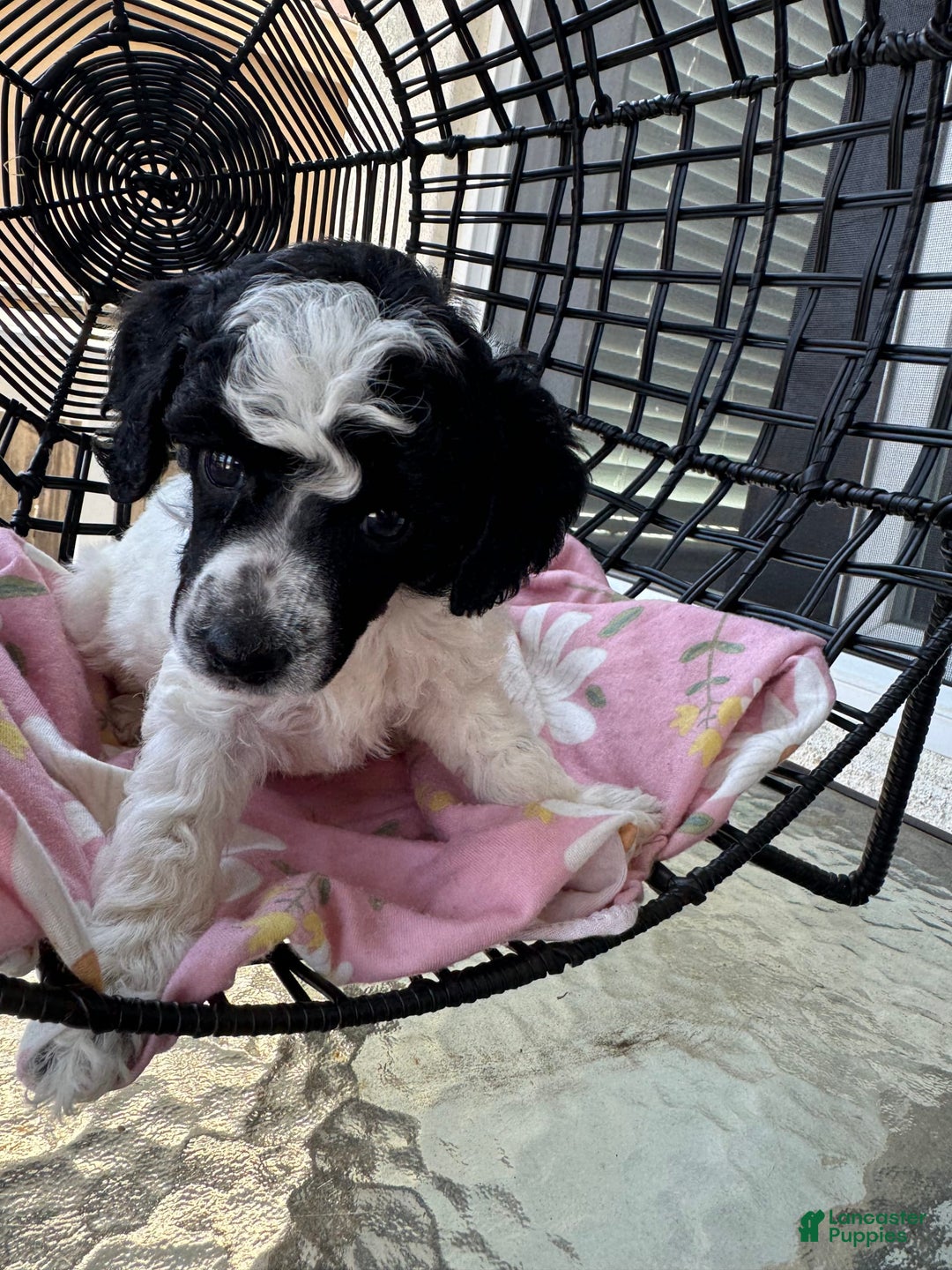 Miniature Poodle dogs for sale: Thor - Image 7