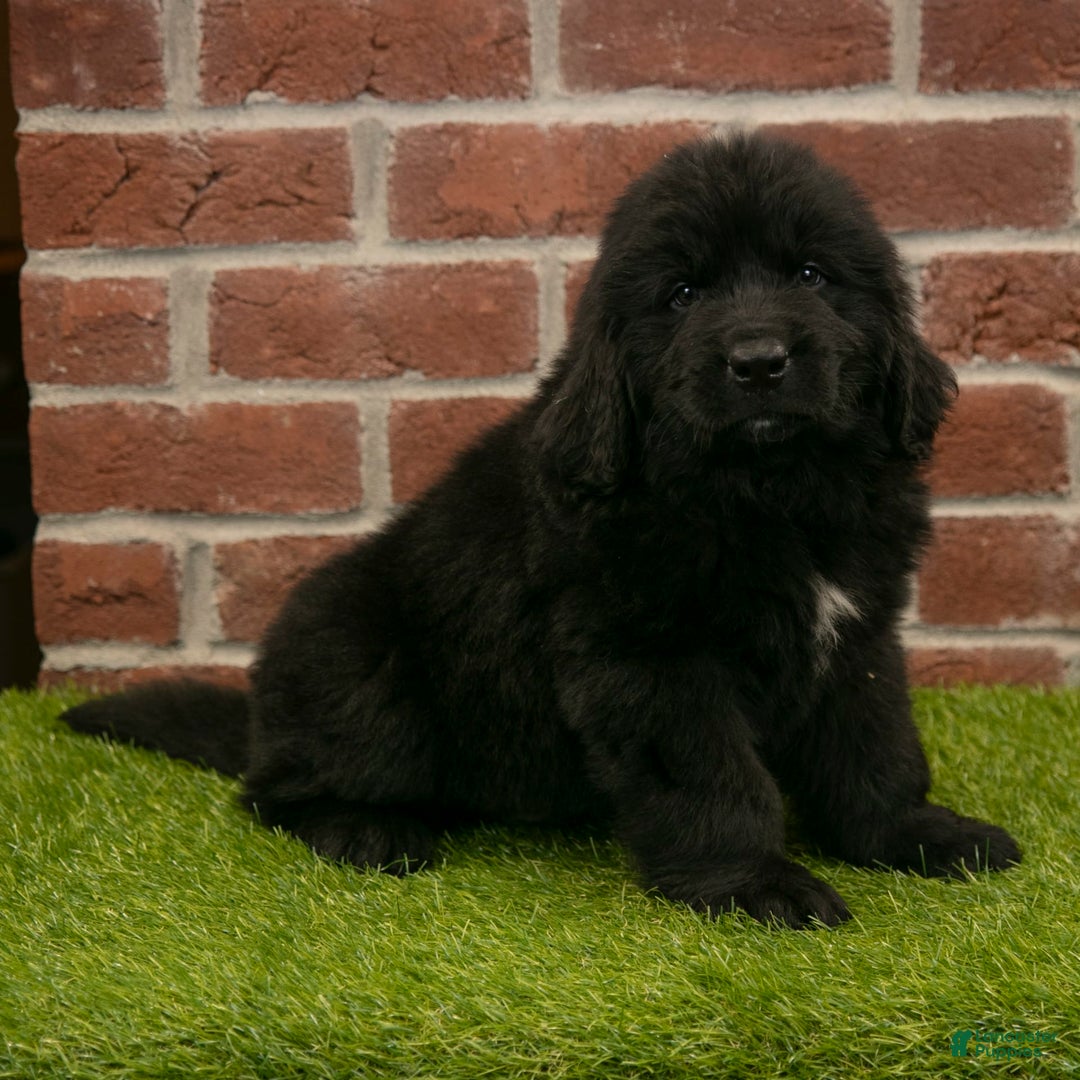 Newfoundland dogs for sale: Biscuit - Image 1