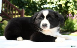 Australian Shepherd dogs for sale: Brenda - Image 5