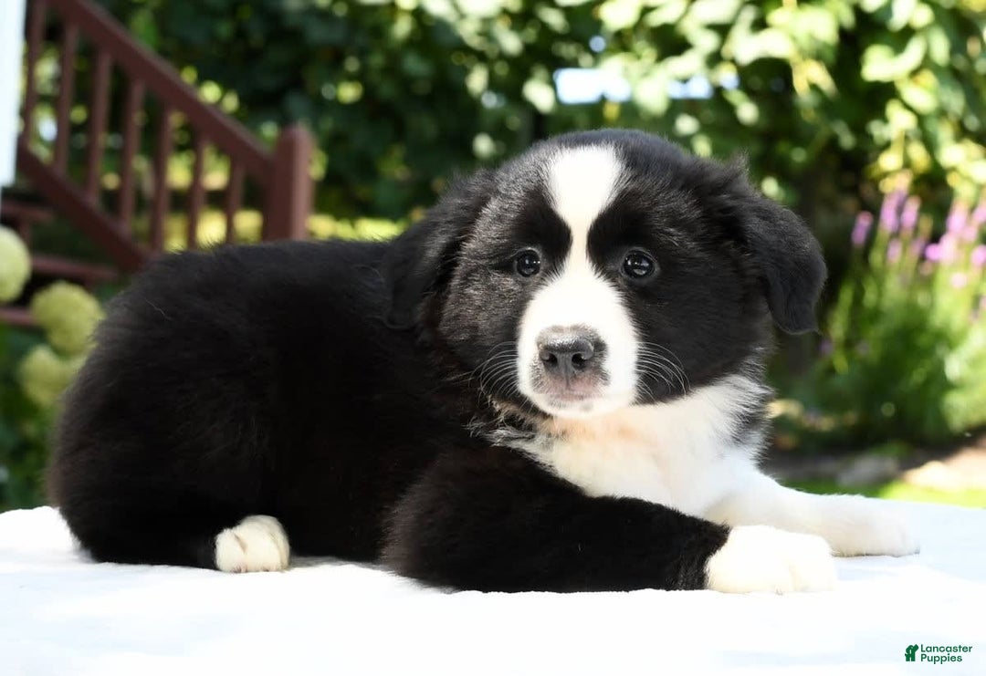 Australian Shepherd dogs for sale: Brenda - Image 5