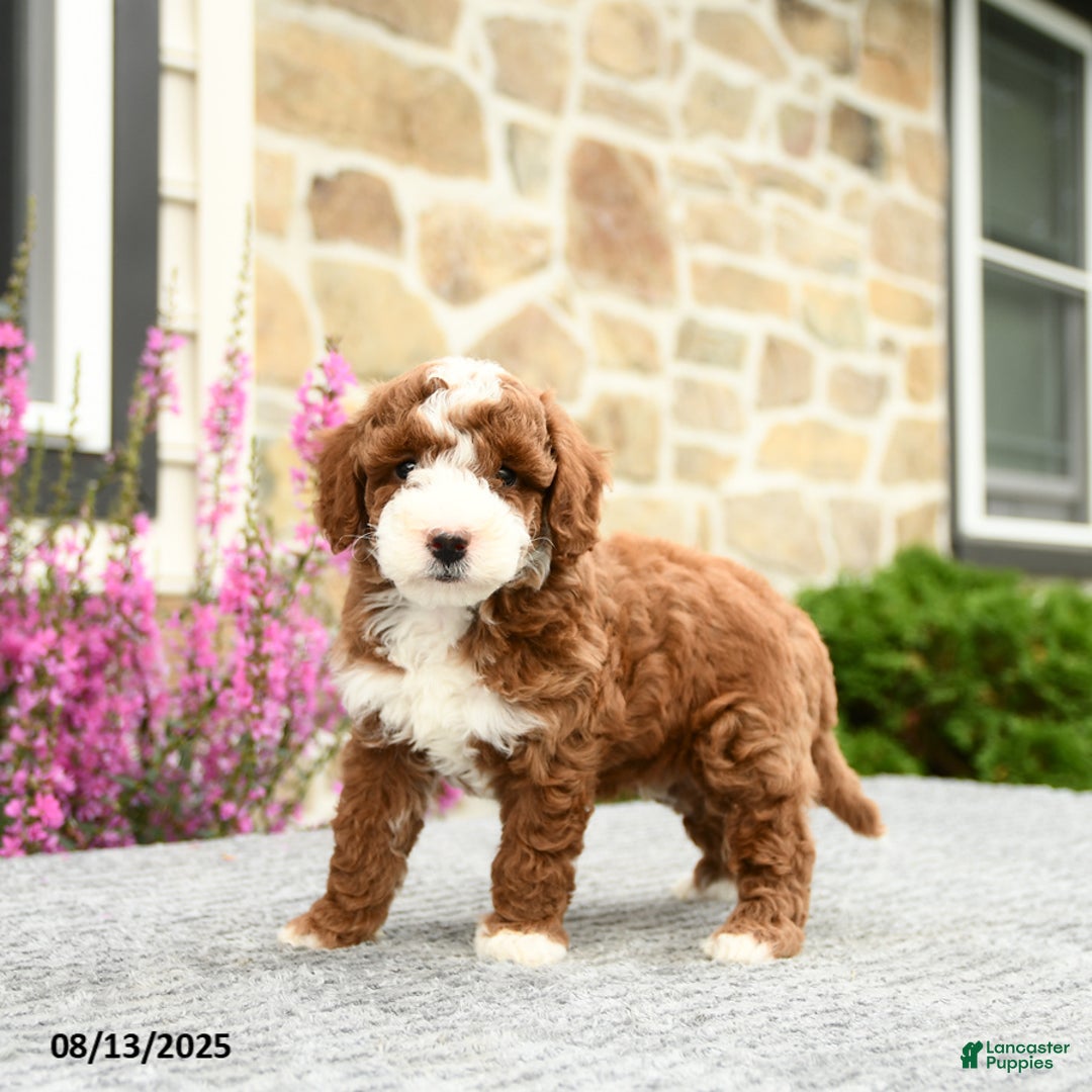 Mini Goldendoodle dogs for sale: Cooper - Image 4