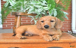 Miniature Dachshund dogs for sale: Tyler - Image 5