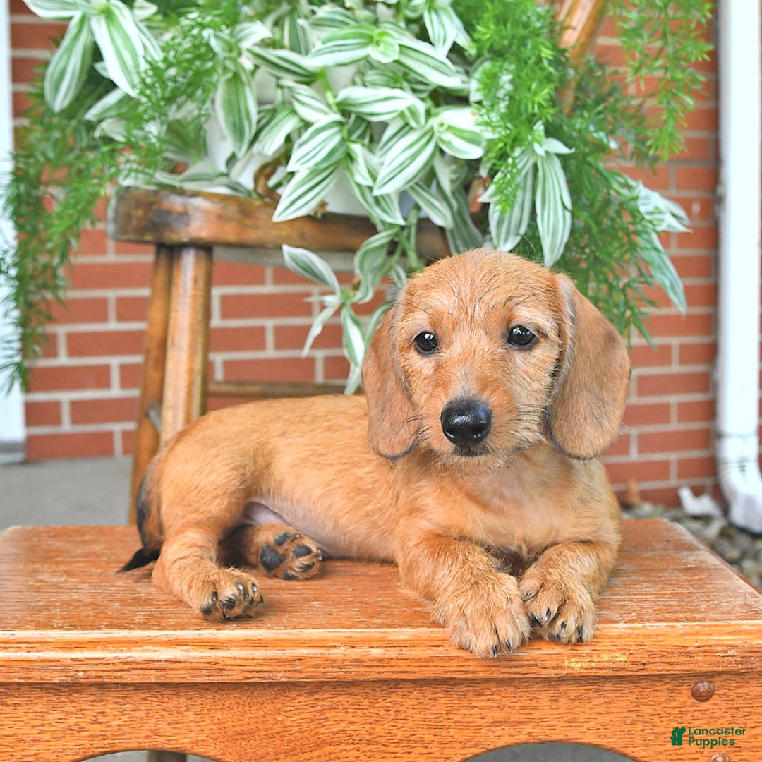 Miniature Dachshund dogs for sale: Tyler - Image 5
