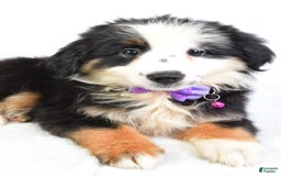 Miniature Australian Shepherd dogs for sale: Jenna - Image 3