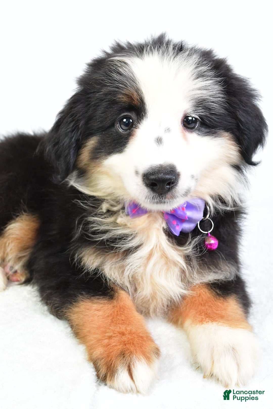 Miniature Australian Shepherd dogs for sale: Jenna - Image 3