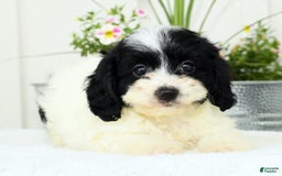 Cavapoo dogs for sale: Gloria - Image 2