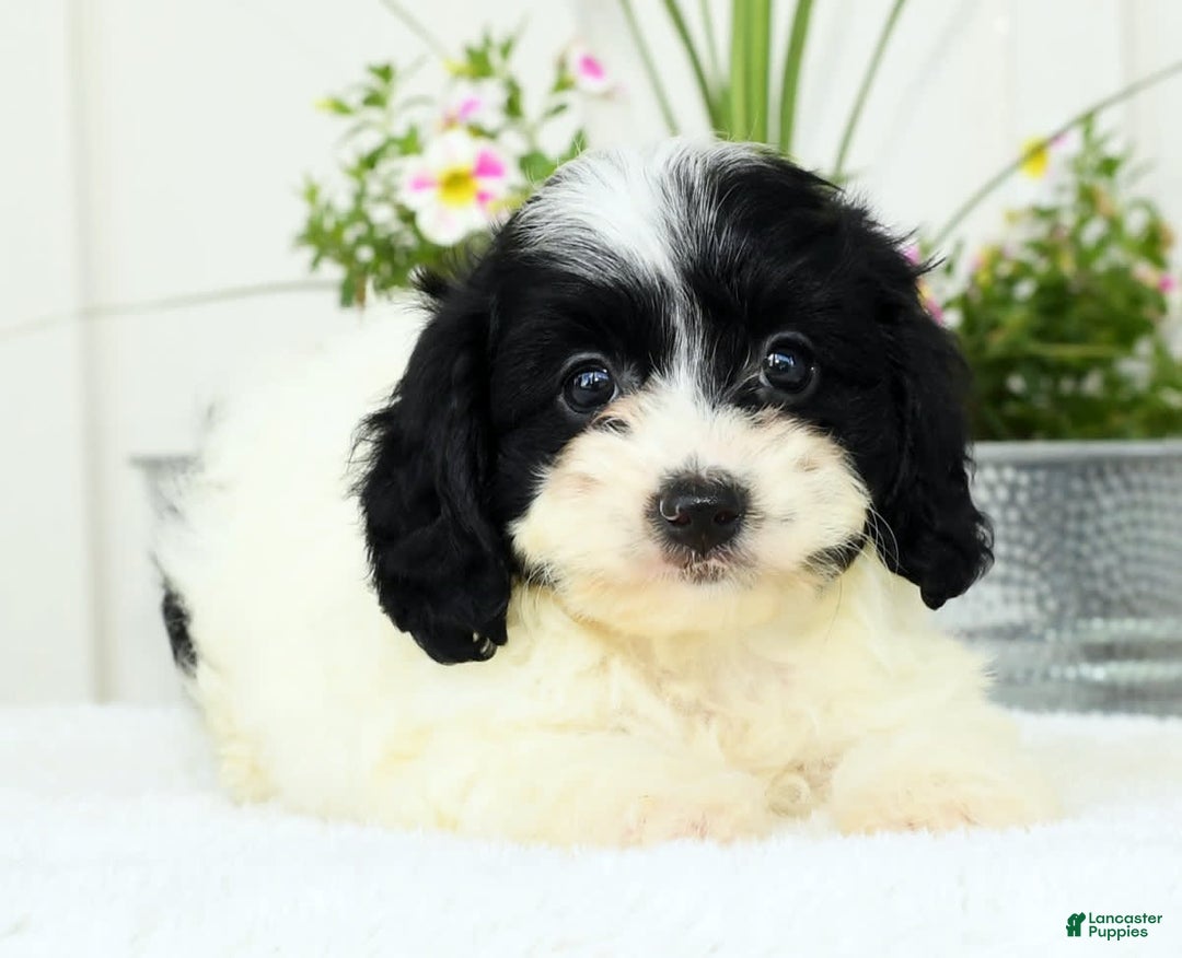 Cavapoo dogs for sale: Gloria - Image 2
