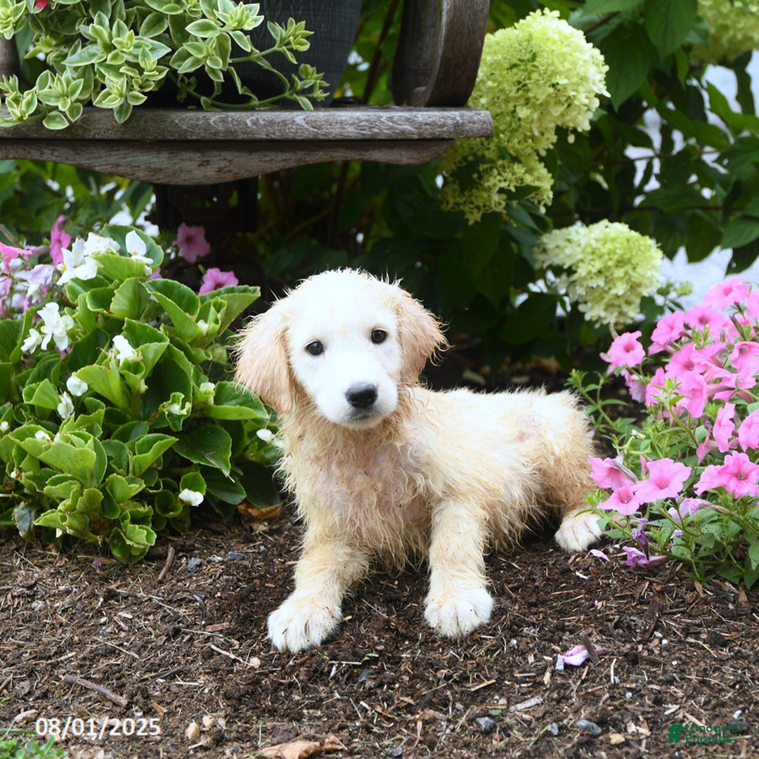 Maremma Sheepdog dogs for sale: Ginger - Image 3