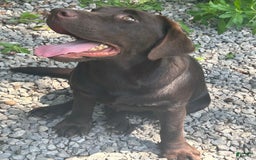 Labrador Retriever dogs for sale: Sadie - Image 1