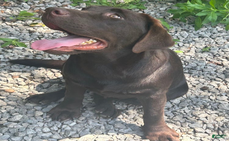 Labrador Retriever dogs for sale - Ad 2