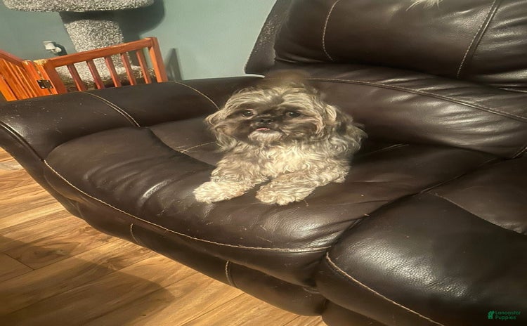 Shih Tzu dogs for sale - Ad 2