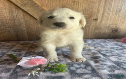Great Pyrenees dogs for sale: Jasmine - Image 3