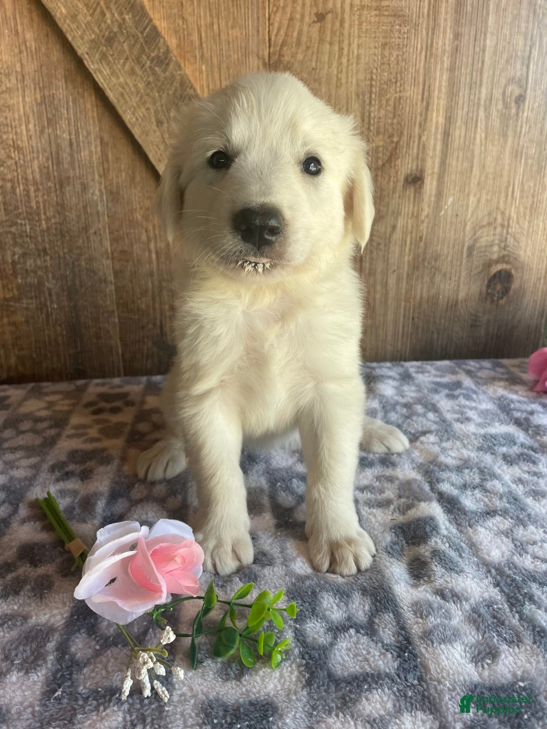 Great Pyrenees dogs for sale: Jasmine - Image 3